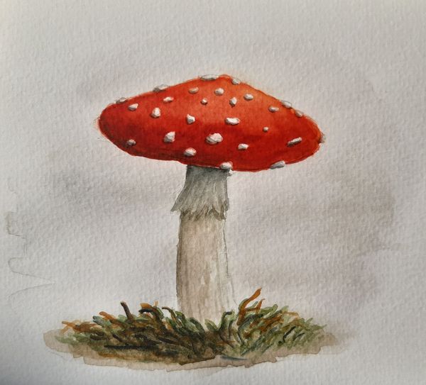 Fliegenpilz, Aquarell