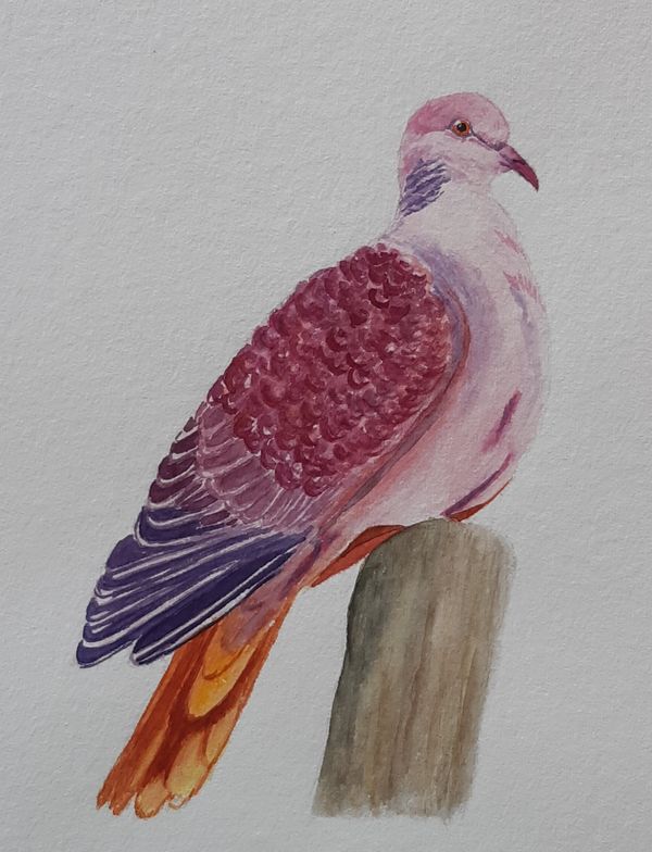 Turteltaube, Aquarell