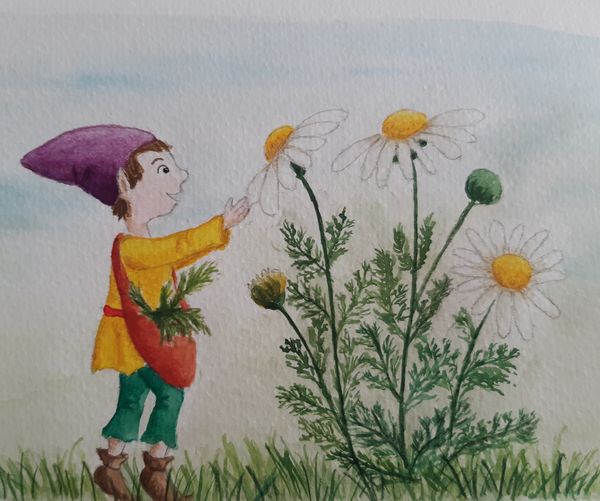 Wichtel erntet Wildblumen, Aquarell