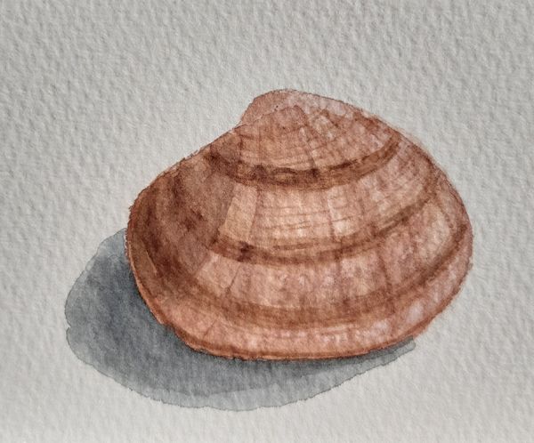 Muschel, Aquarell