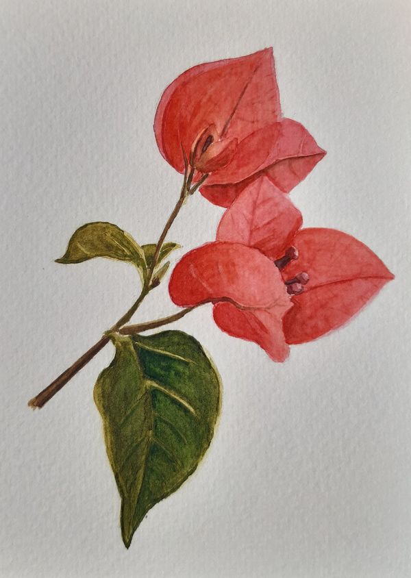 Bougainvillea, Aquarell